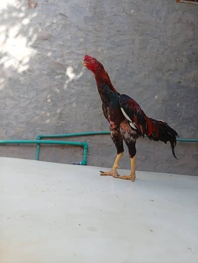 Aseel breed