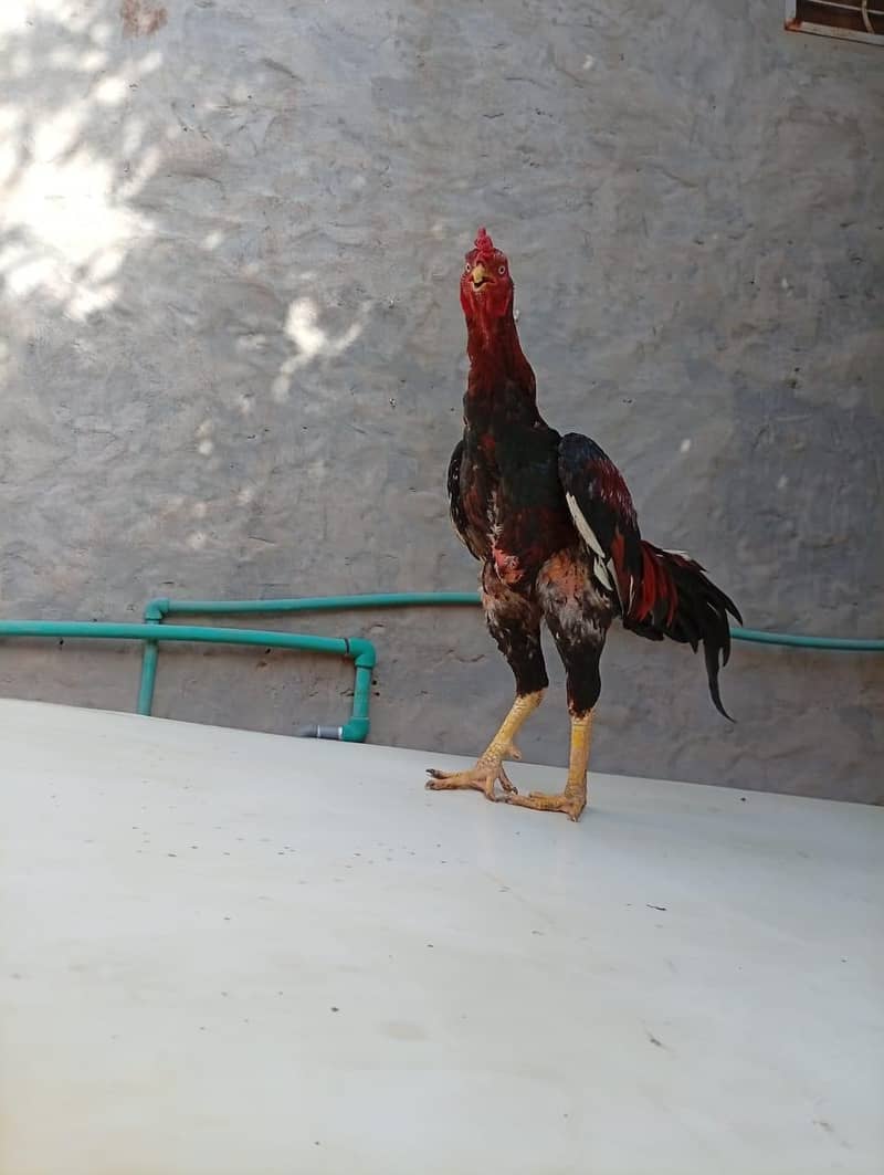 Aseel breed 1