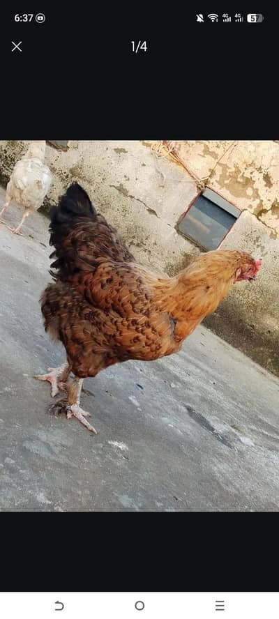 buff black exchange possible with male