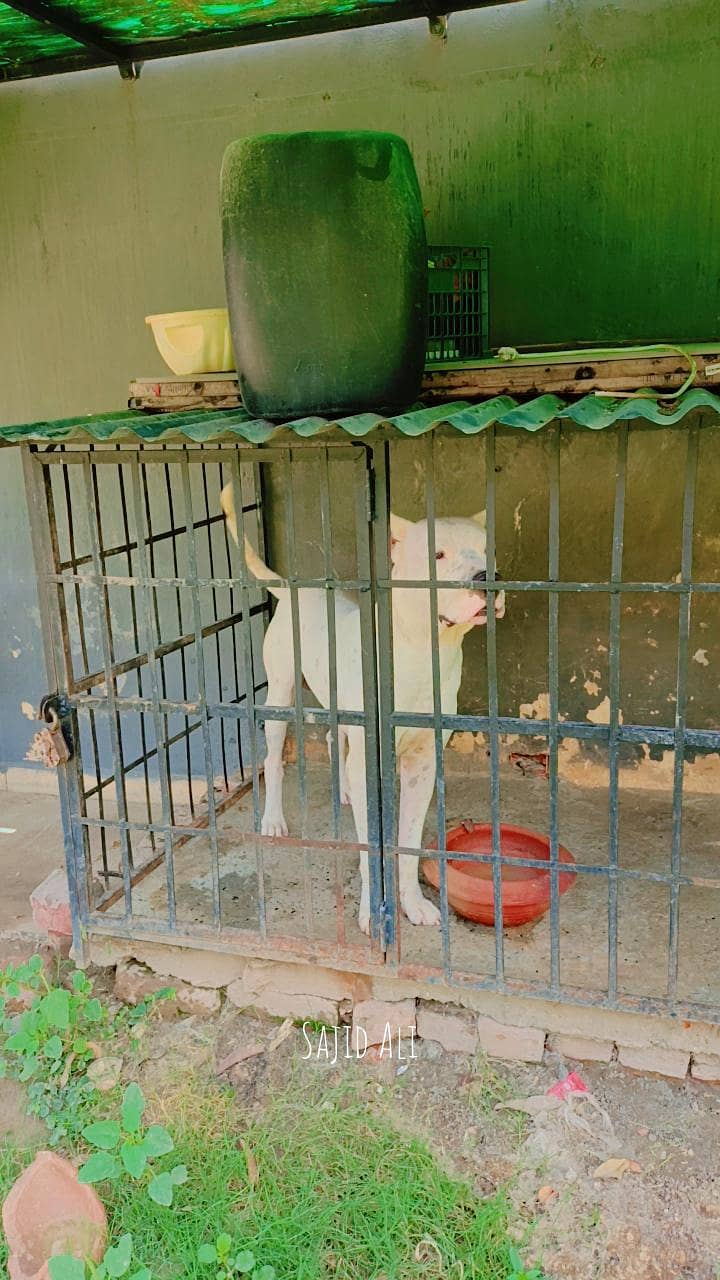 selling dogo 0