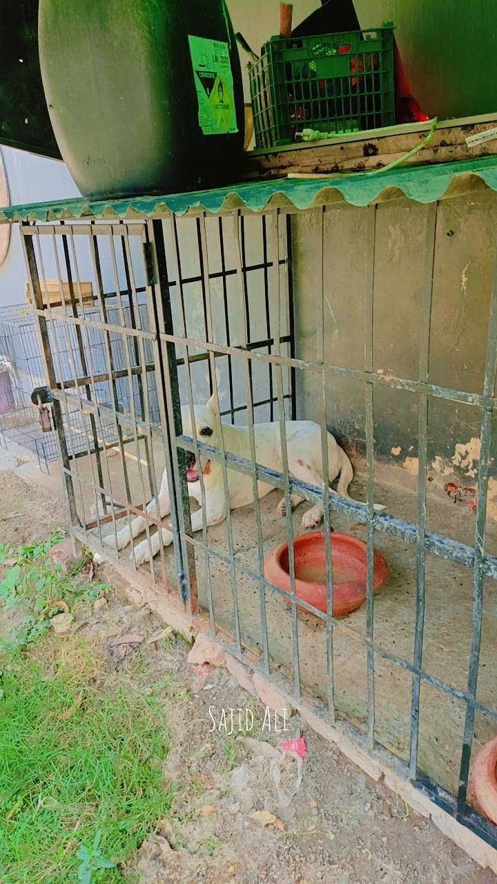 selling dogo 1