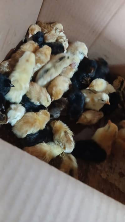 chicks available