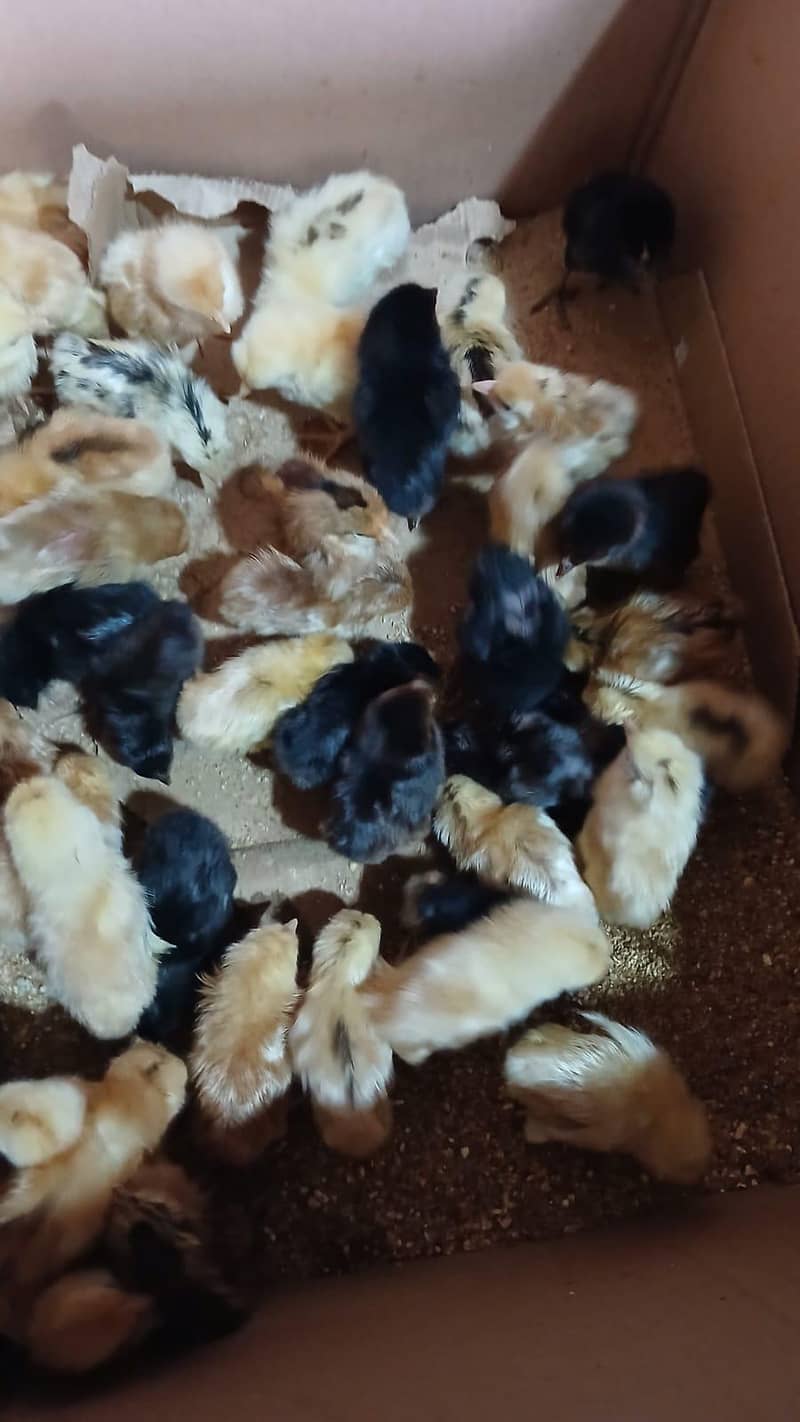 chicks available 1