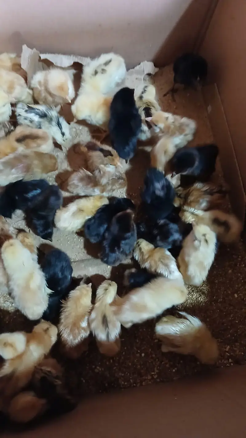 chicks available — photo 2