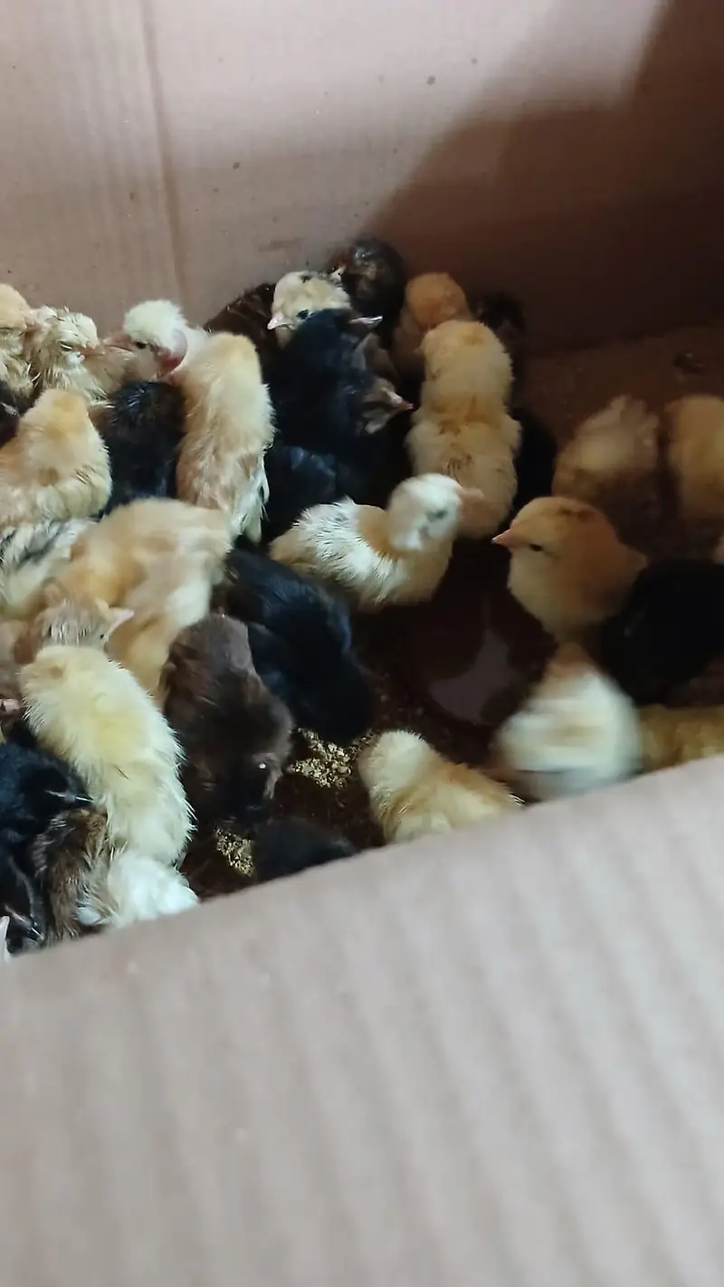 chicks available — photo 3
