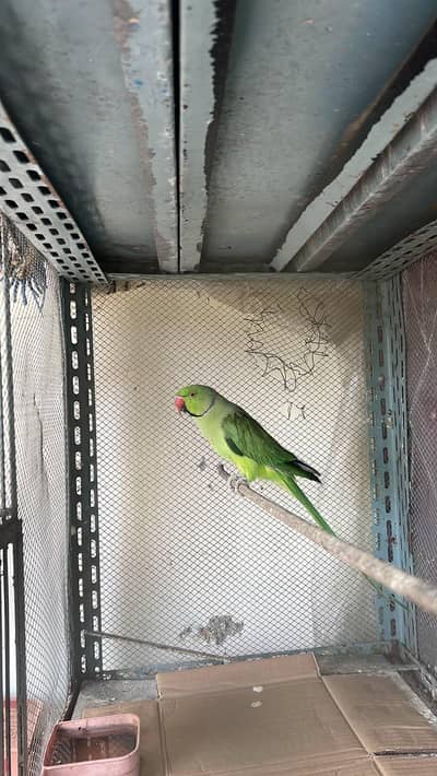 ring neck pair for sale