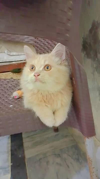 Persian Cutest Kitten cat