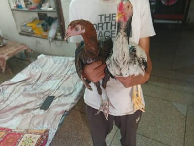 pair heavy female egg 2 time ready hai . . . . . . .