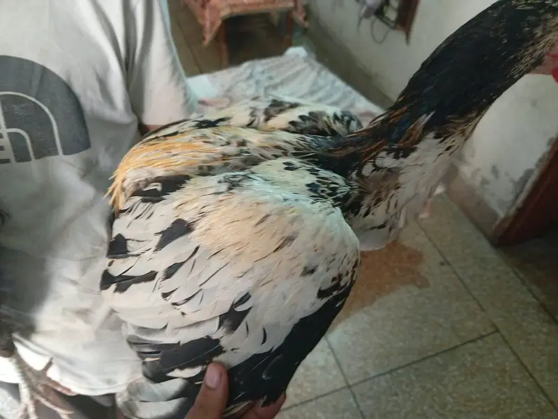 pair heavy female egg 2 time ready hai . . . . . . . — photo 2