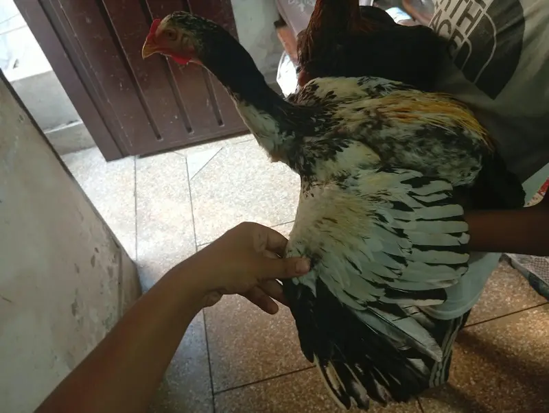 pair heavy female egg 2 time ready hai . . . . . . . — photo 4