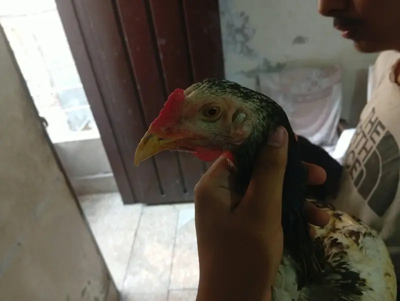 pair heavy female egg 2 time ready hai . . . . . . . — photo 5