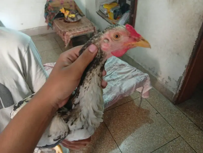 pair heavy female egg 2 time ready hai . . . . . . . — photo 6