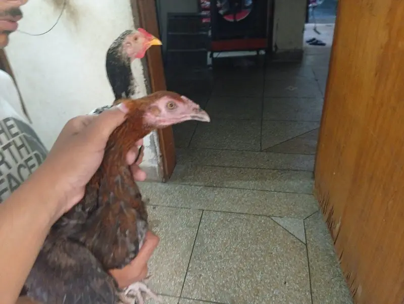 pair heavy female egg 2 time ready hai . . . . . . . — photo 7