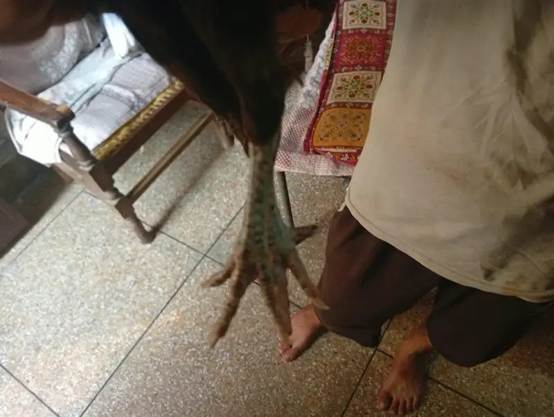 pair heavy female egg 2 time ready hai . . . . . . . — photo 8