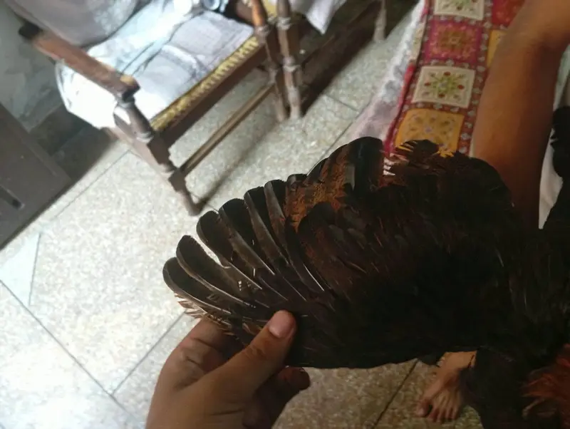 pair heavy female egg 2 time ready hai . . . . . . . — photo 9