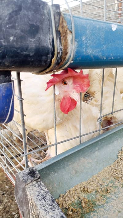 500 Layer Murghian (LS Breed) + Cages for Sale, Karachi