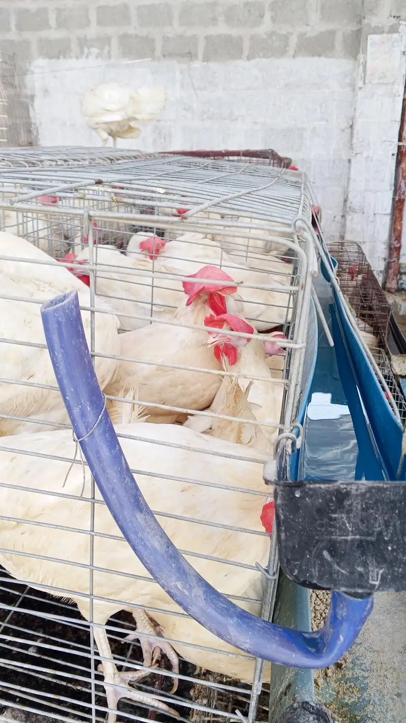 500 Layer Murghian (LS Breed) + Cages for Sale, Karachi — photo 2