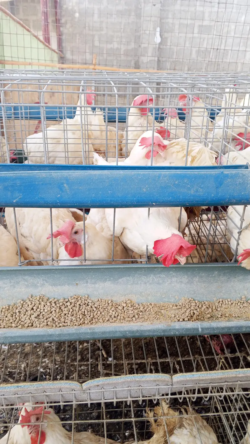 500 Layer Murghian (LS Breed) + Cages for Sale, Karachi — photo 3