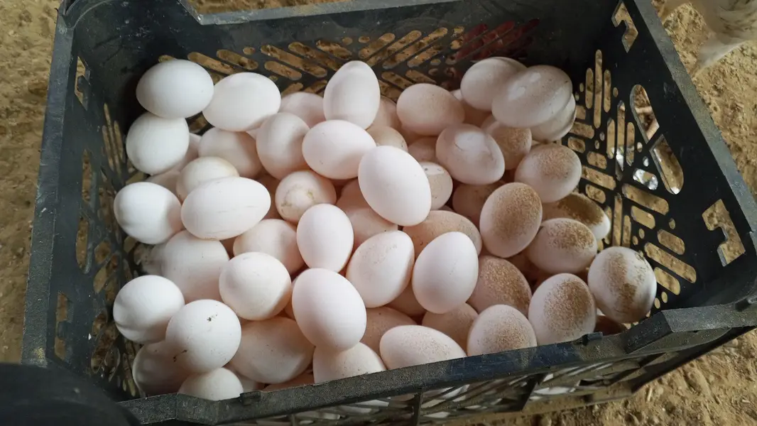 500 Layer Murghian (LS Breed) + Cages for Sale, Karachi — photo 9