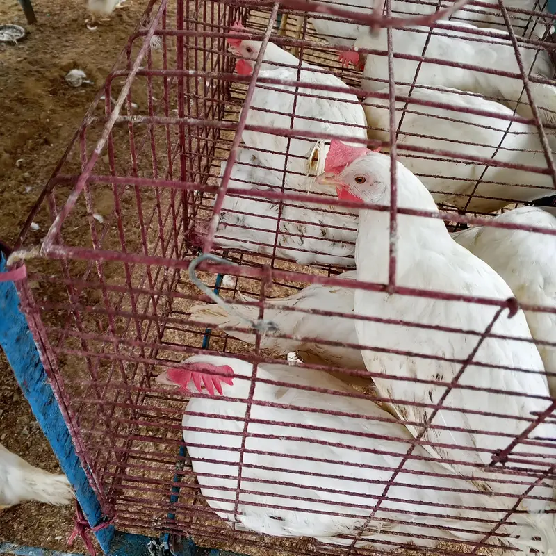 500 Layer Murghian (LS Breed) + Cages for Sale, Karachi — photo 10