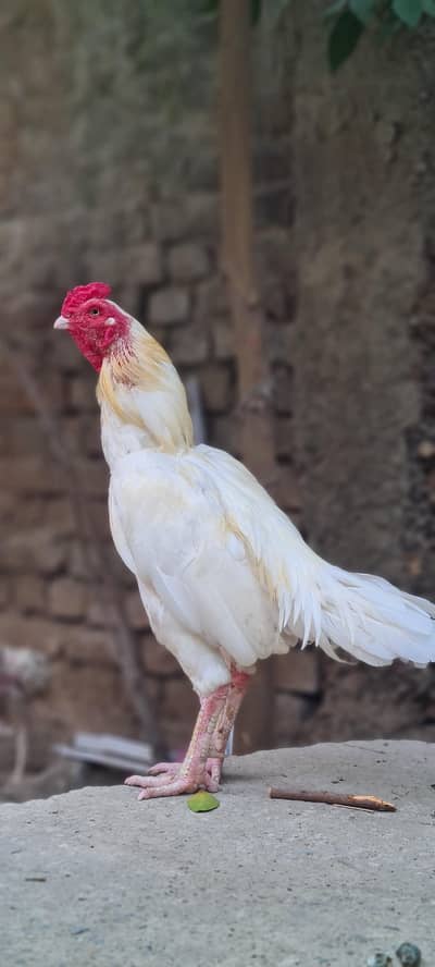 Aseel Heera Chicks