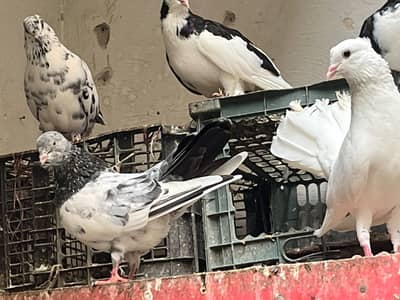 Pigeon