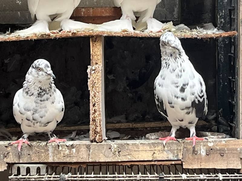 Pigeon 1