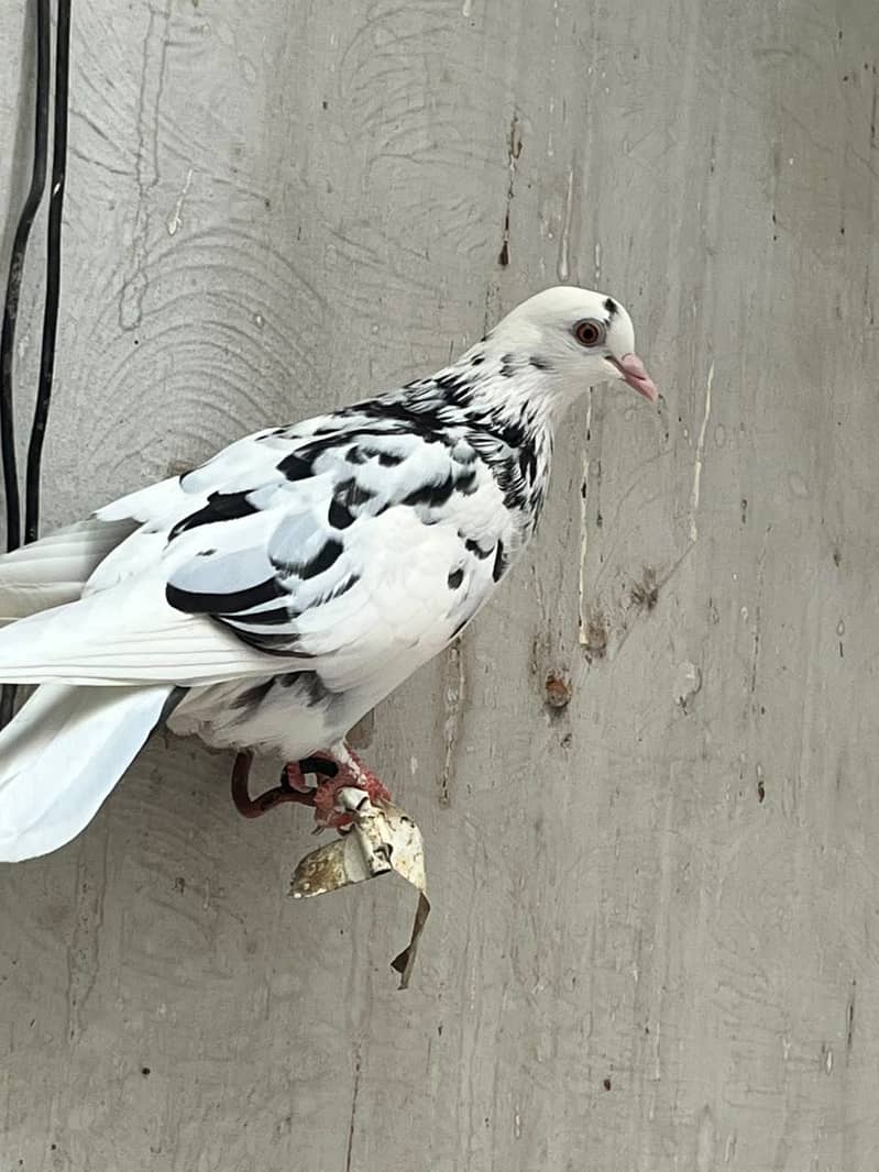 Pigeon 2