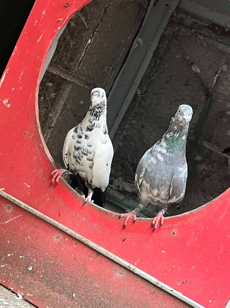 Pigeon 3