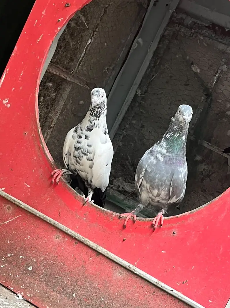Pigeon — photo 4