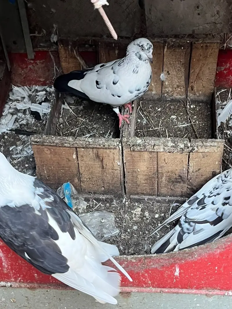 Pigeon — photo 5