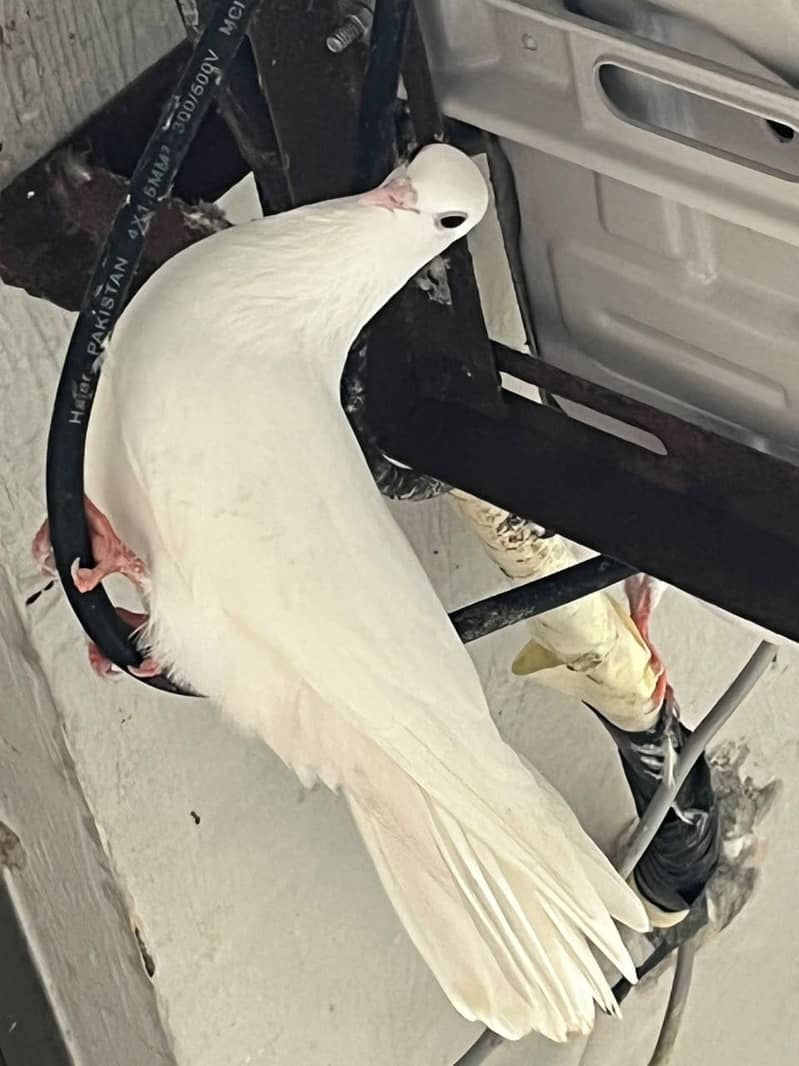 Pigeon 5