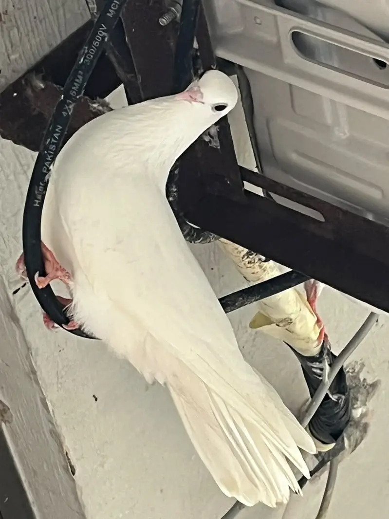 Pigeon — photo 6