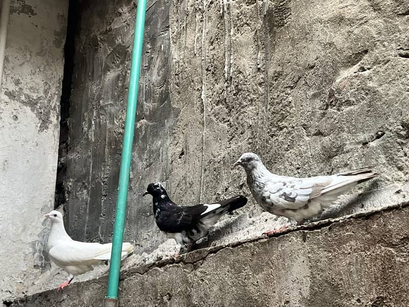 Pigeon 6