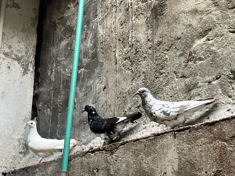 Pigeon — photo 7