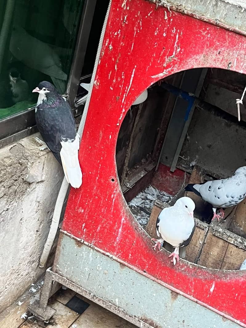 Pigeon 7