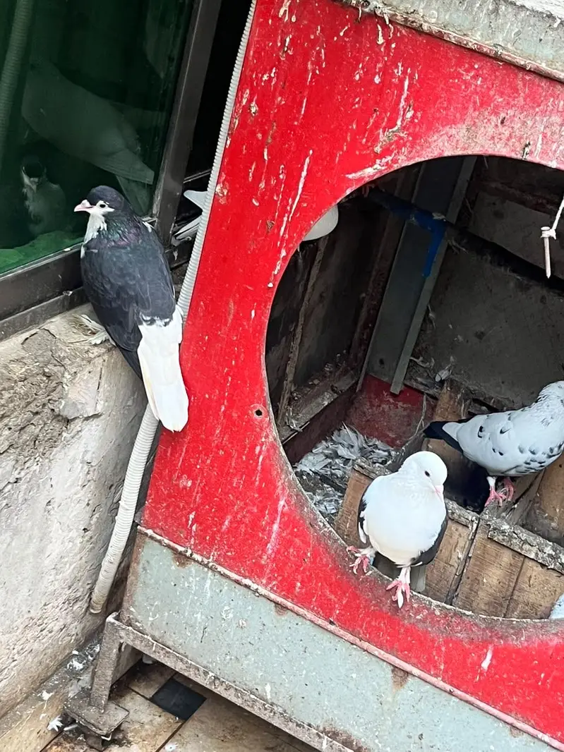 Pigeon — photo 8