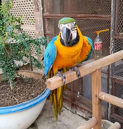 Blue GoldMacaw Parrot available for sale