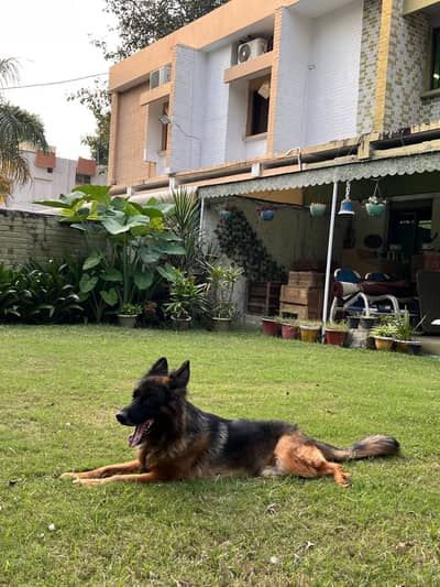 GERMAN SHEPHERD