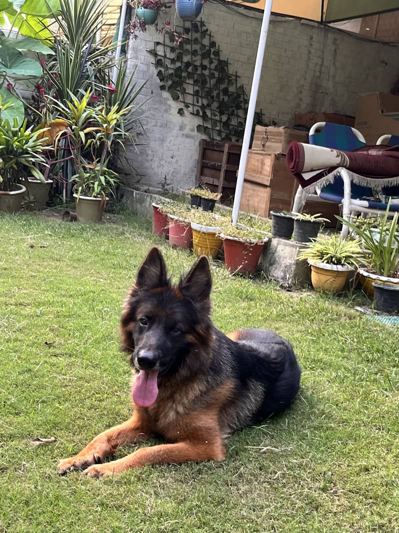 GERMAN SHEPHERD 1
