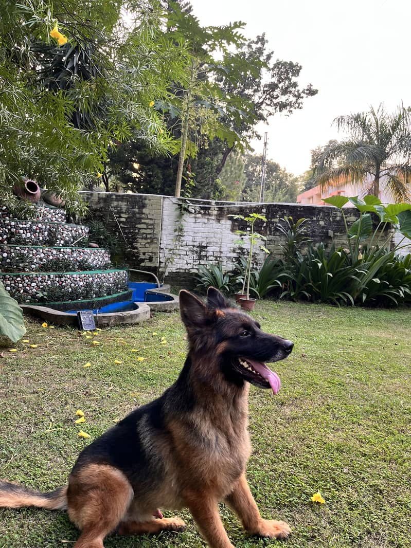 GERMAN SHEPHERD 2