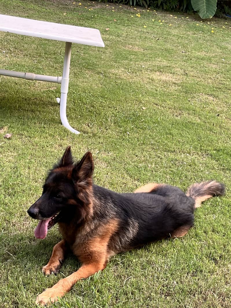 GERMAN SHEPHERD 3