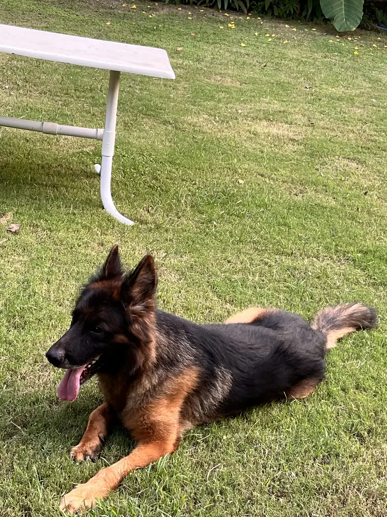 GERMAN SHEPHERD — photo 4