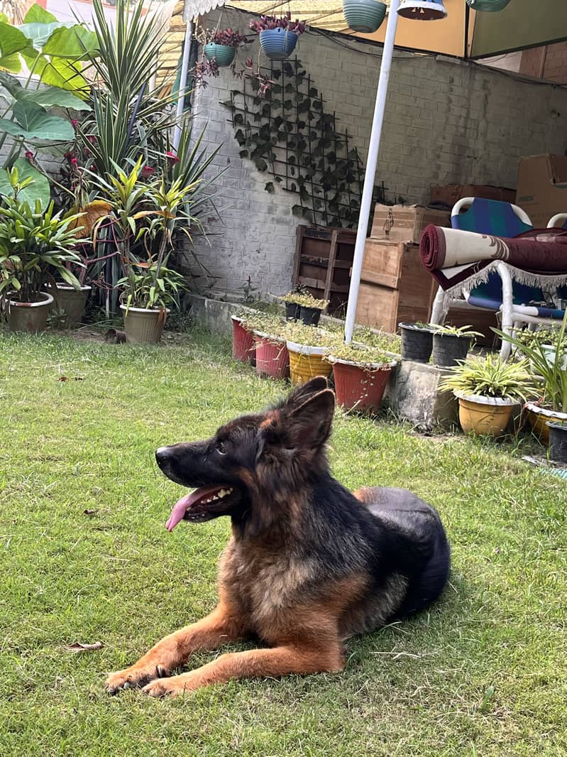GERMAN SHEPHERD 4