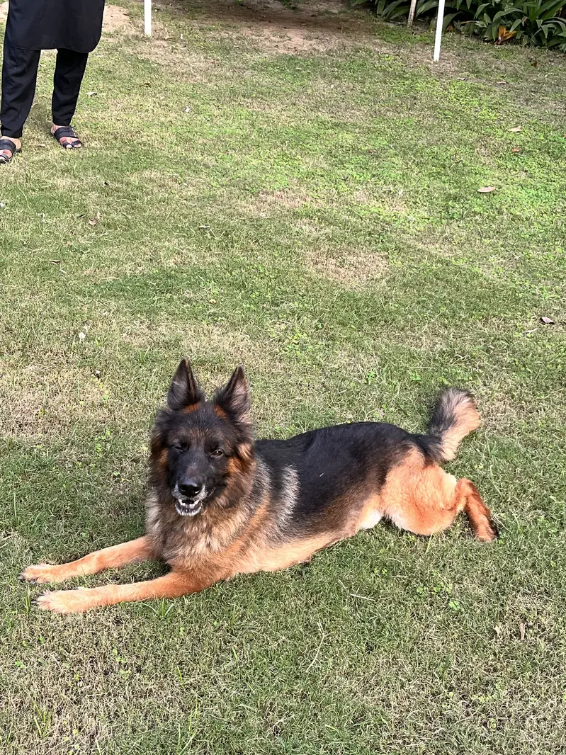 GERMAN SHEPHERD — photo 6