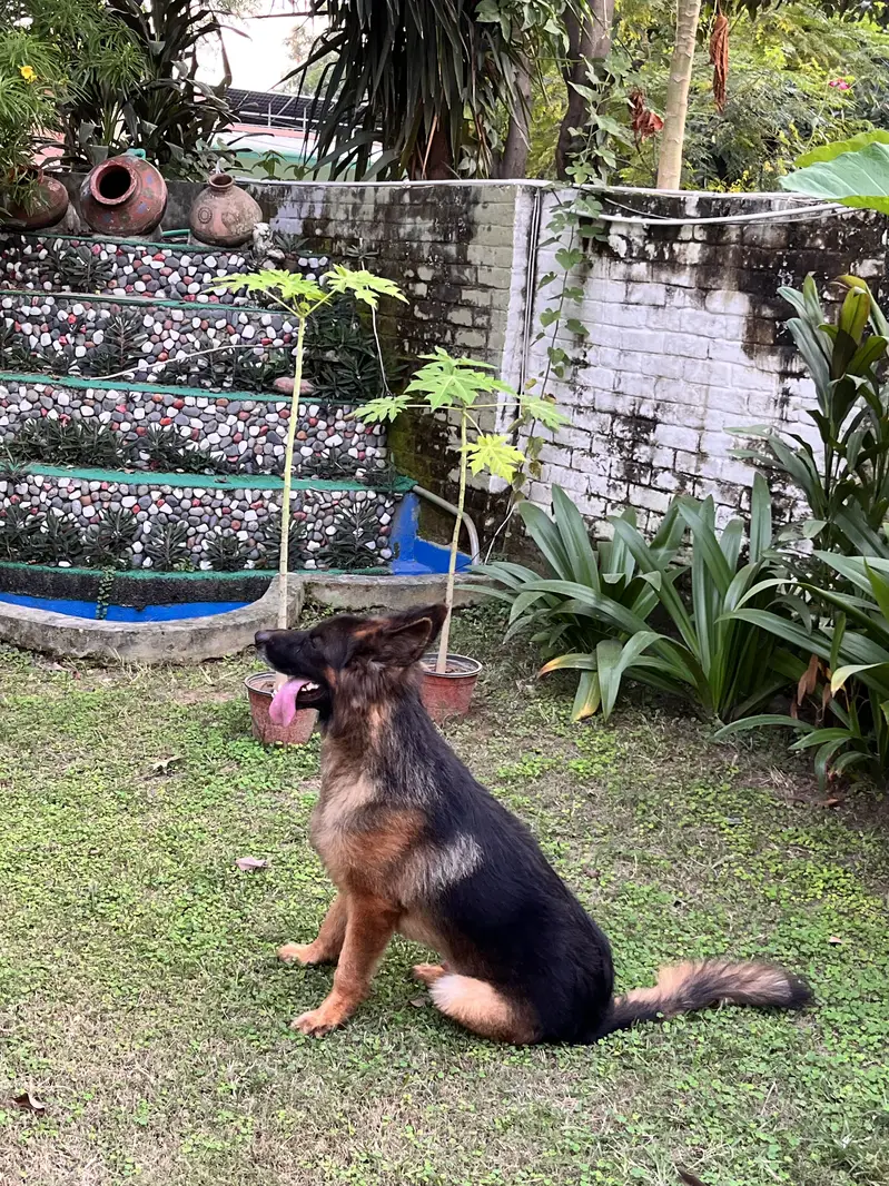 GERMAN SHEPHERD — photo 7