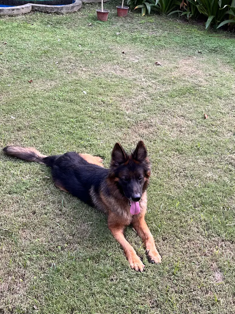GERMAN SHEPHERD — photo 8