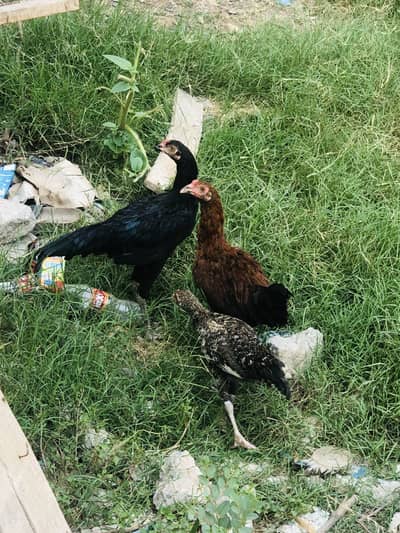 Aseel cross males