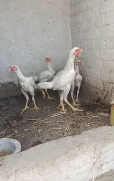 6 pa Shamo ka ha 4 malle 2 female