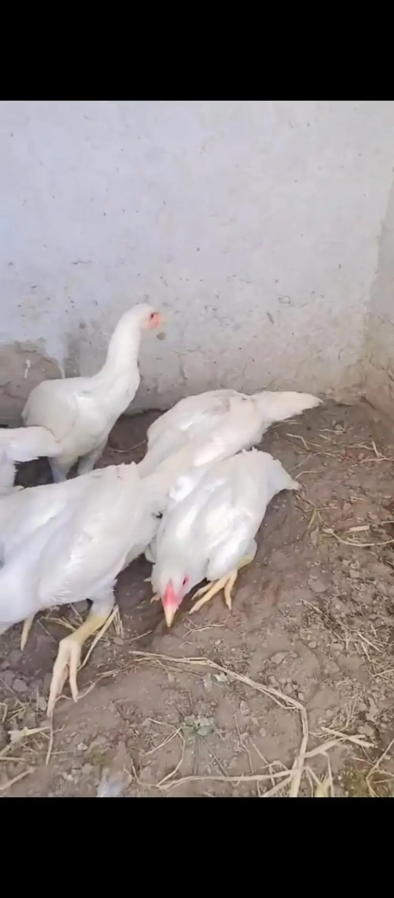 6 pa Shamo ka ha 4 malle 2 female — photo 2